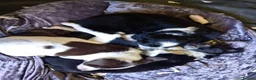 Mixed Breed dogs for sale: Dollie x Long Haired Border Collie Puppies  in Campbeltown - Advert 15