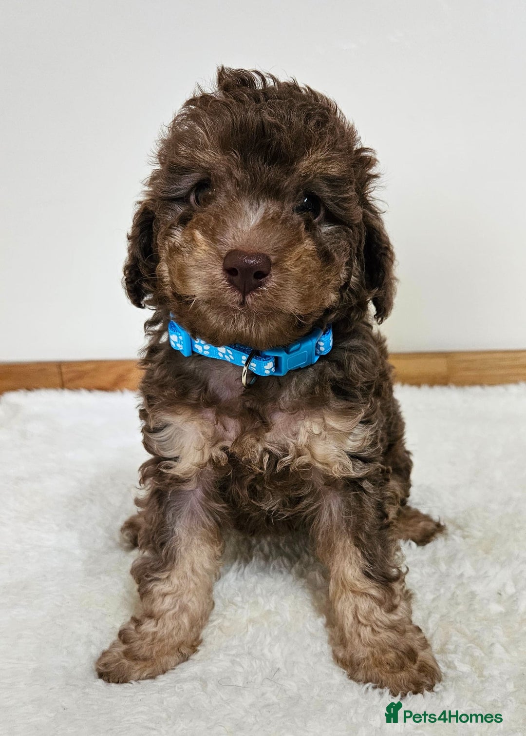 Toy Poodle dogs for sale: Beautiful Toy Poodle Puppies - Advert 13