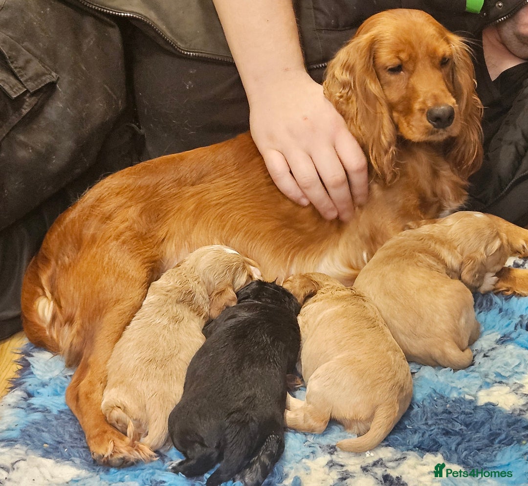 Cocker Spaniel dogs for sale: Beautiful cocker spaniel  - Advert 15