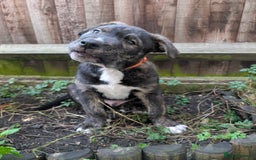 Mixed Breed dogs for sale: Two beautiful Staffy x Husky puppies  - Image 12