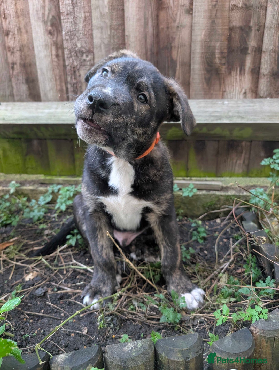 Mixed Breed dogs for sale: Two beautiful Staffy x Husky puppies  - Image 12