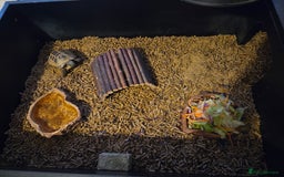 Tortoise reptiles for sale: Tortoise and tortoise table - Image 3