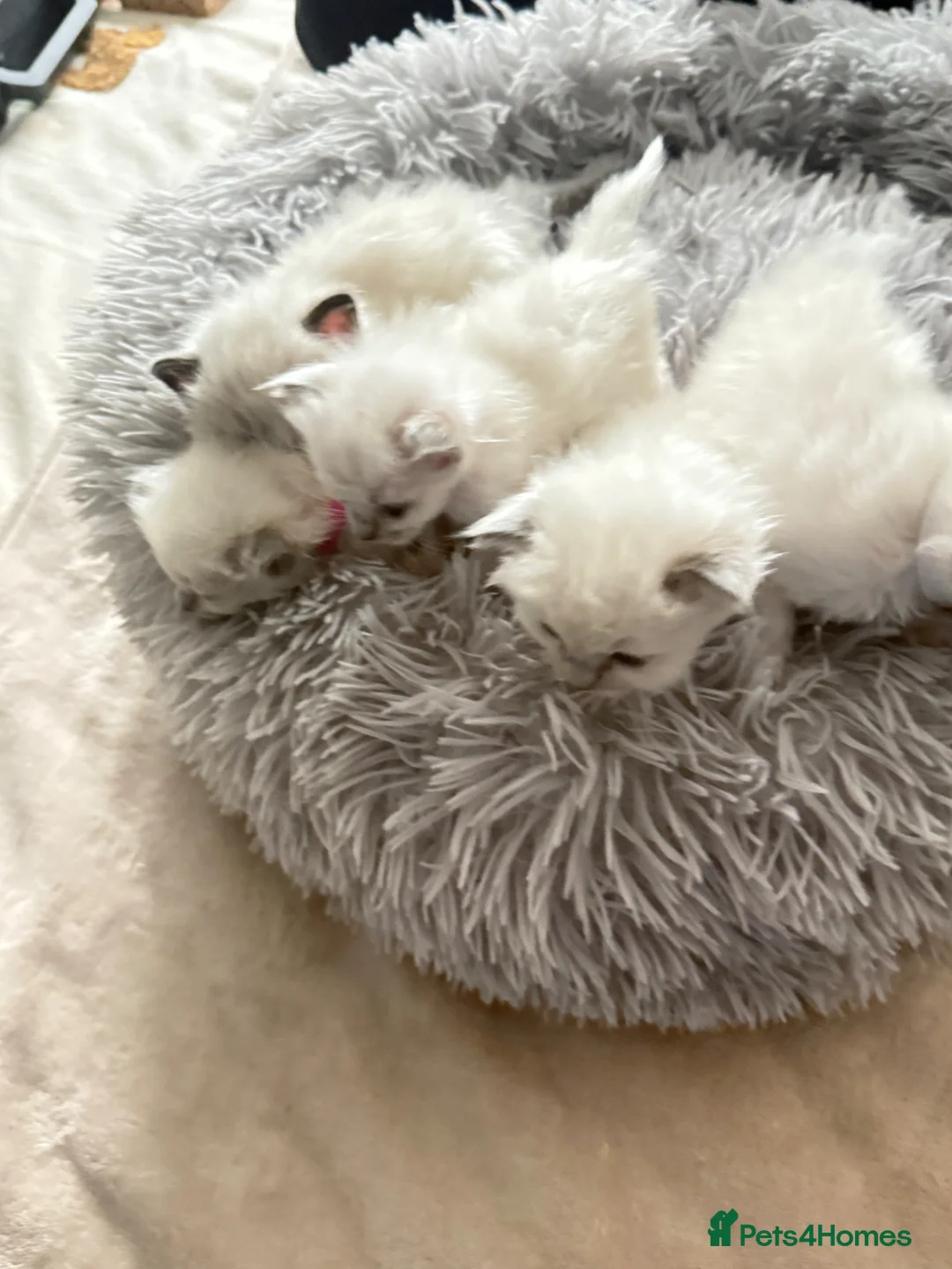 Ragdoll cats for sale: *** Beautiful Pure Ragdoll Kittens *** in Walsall - Advert 2