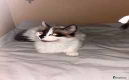 Mixed Breed cats for sale: 2 male kittens - Image 6