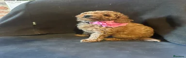 Miniature Poodle Puppy 2