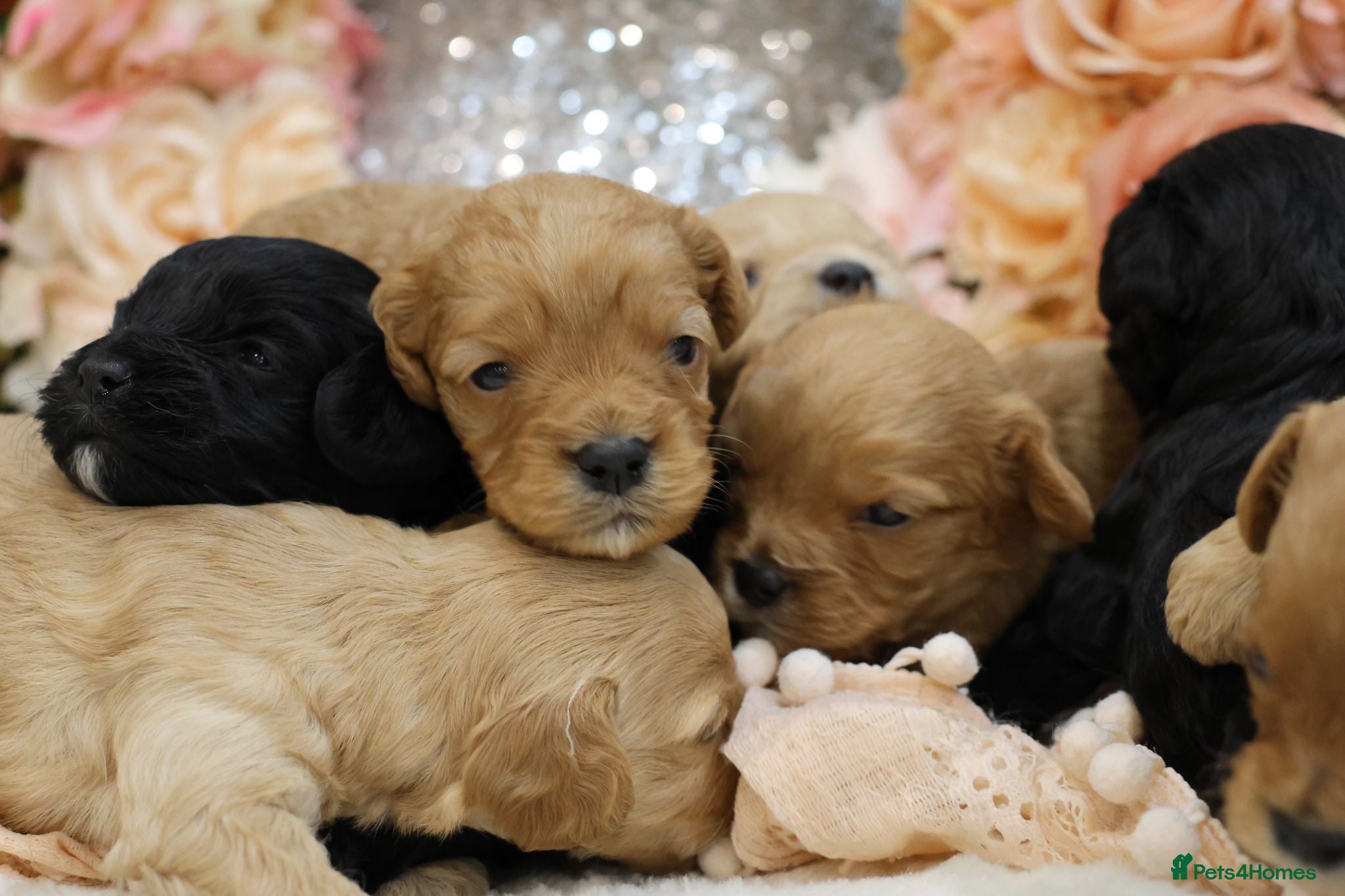Cavapoo dogs *HEALTH TESTED*Cavapoo Puppies 5*LICENSED BREEDER* - Advert 1