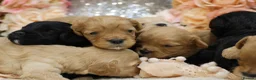 Cavapoo dogs for sale: *HEALTH TESTED*Cavapoo Puppies 5*LICENSED BREEDER* - Advert 1