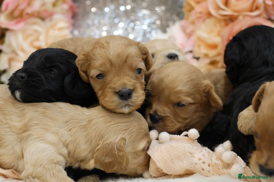 Cavapoo dogs for sale: *HEALTH TESTED*Cavapoo Puppies 5*LICENSED BREEDER* - Advert 1