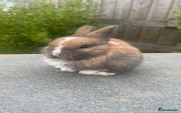 Mini Lion Lop rabbits for sale: 4 Lion Lop Kits for sale - Ready 4th November  - Advert 6