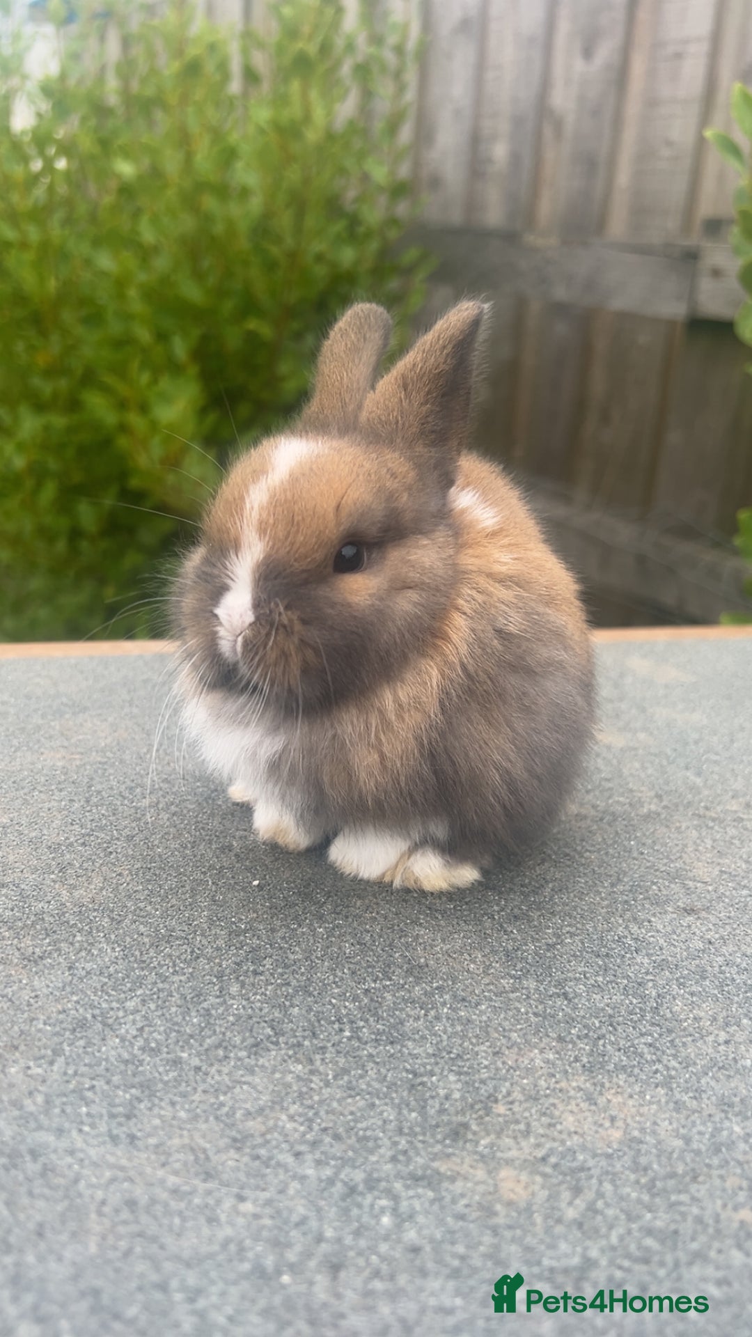 Mini Lion Lop rabbits for sale: 4 Lion Lop Kits for sale - Ready 4th November  - Advert 6