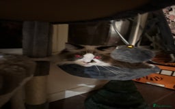 Ragdoll cats for sale: 2 brother ragdolls  - Image 2