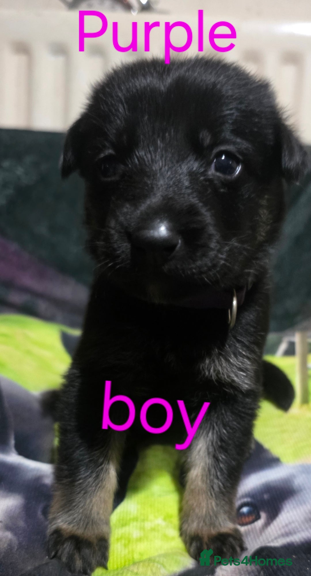 German Shepherd dogs for sale: Black german shepherds  - Advert 5