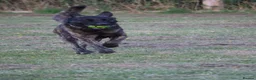 Belgian Shepherd Dog dogs for sale: DH male  - Advert 9