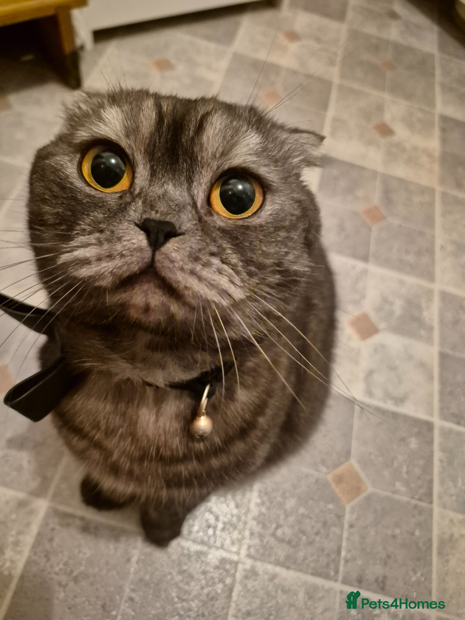 Scottish Fold cats for sale: Lava- beautiful Scottish fold  - Advert 2