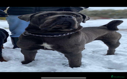 Cane Corso dogs for sale: Cane corso - Image 2