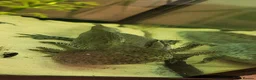 Axolotl reptiles for sale: Axolotls - 2 males and full tank set up in Kilmarnock - Advert 6