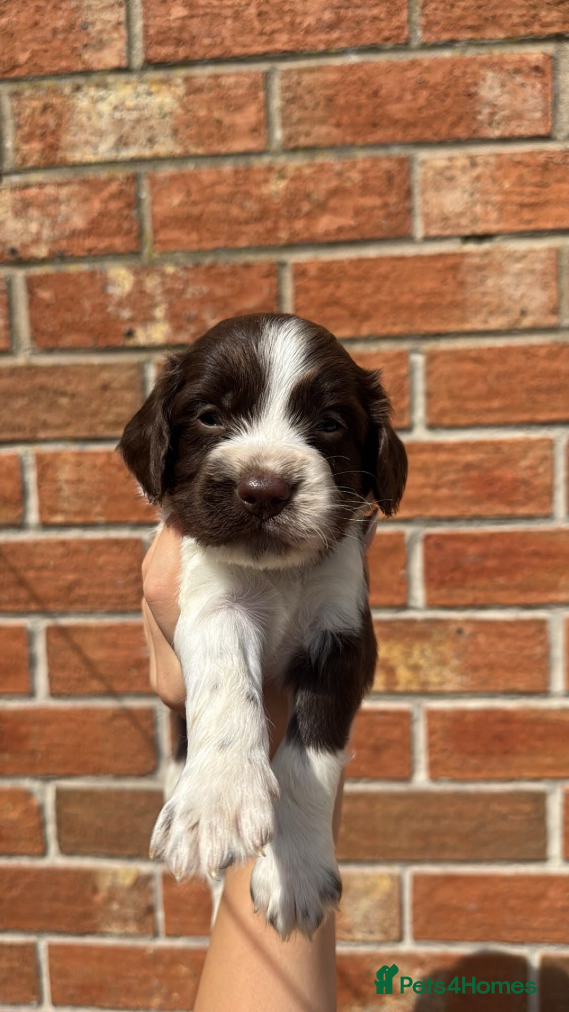 Sprocker dogs 7 beautiful sprocker spanials - Advert 18