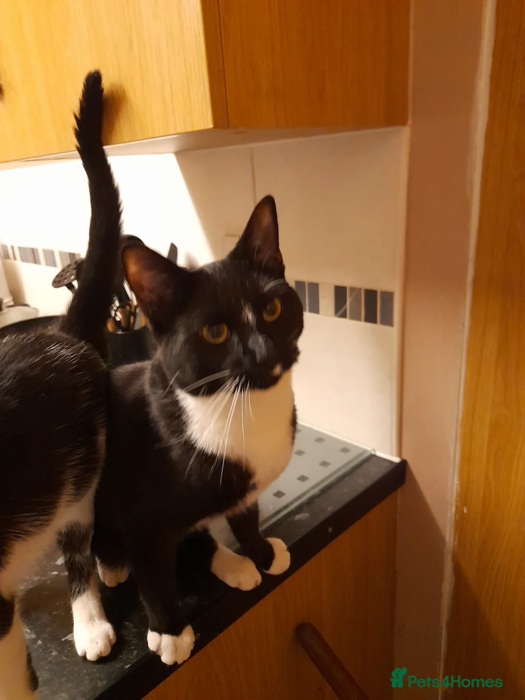 Mixed Breed cats for sale: Salem and Willow  in Wakefield - Advert 1