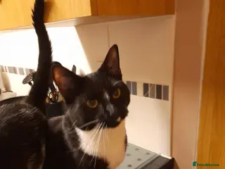 Mixed Breed cats Salem and Willow - Advert 1