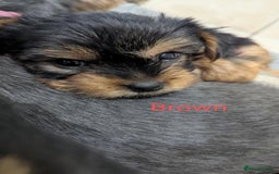Yorkshire Terrier dogs for sale: Adorable Purebred Yorkshire Terrier Puppies - Image 6