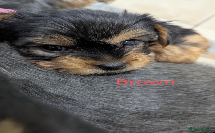 Yorkshire Terrier dogs - Advert 1
