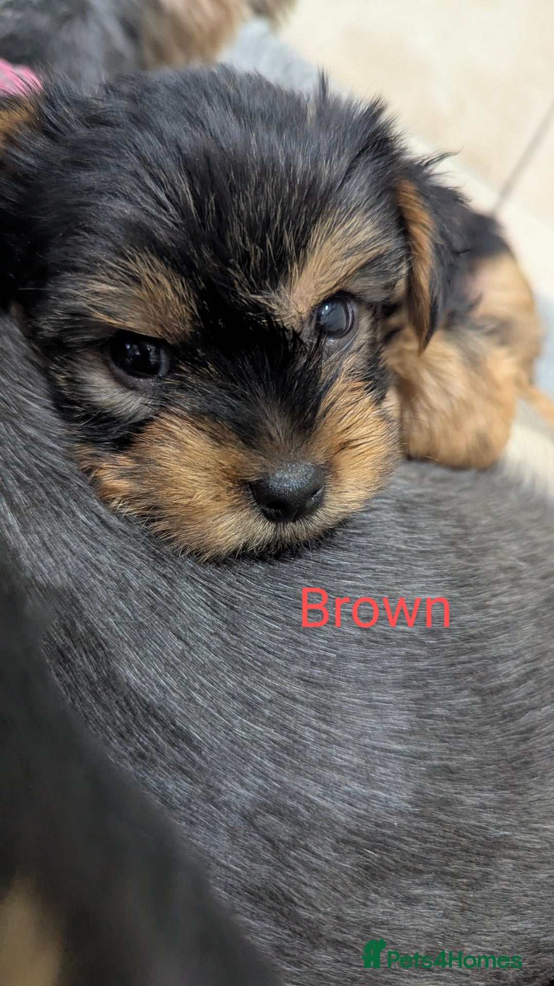 Yorkshire Terrier dogs for sale: Adorable Purebred Yorkshire Terrier Puppies - Image 6