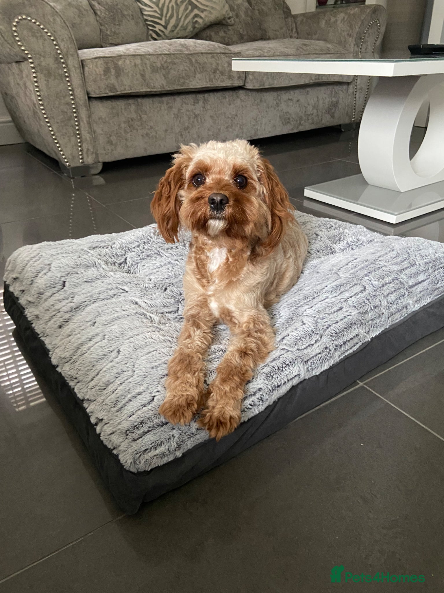 Cavapoo dogs Female Cavapoo  - Advert 1