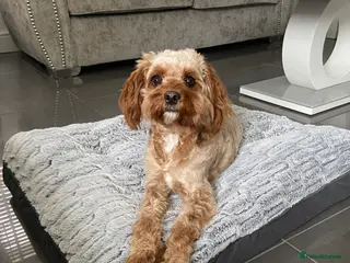 Cavapoo dogs Female Cavapoo - Advert 1