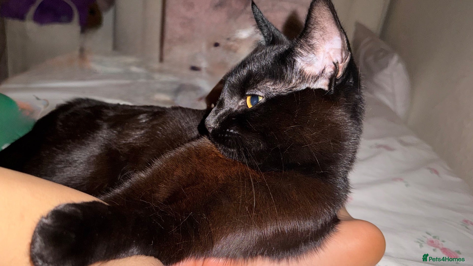 Bombay cats Leo      has been Castrated - Advert 1