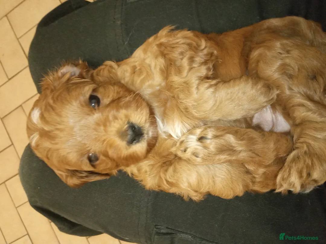 Cavapoo dogs for stud: NOW PROVEN Fully health tested cavapoo for stud in Ilkeston - Advert 5