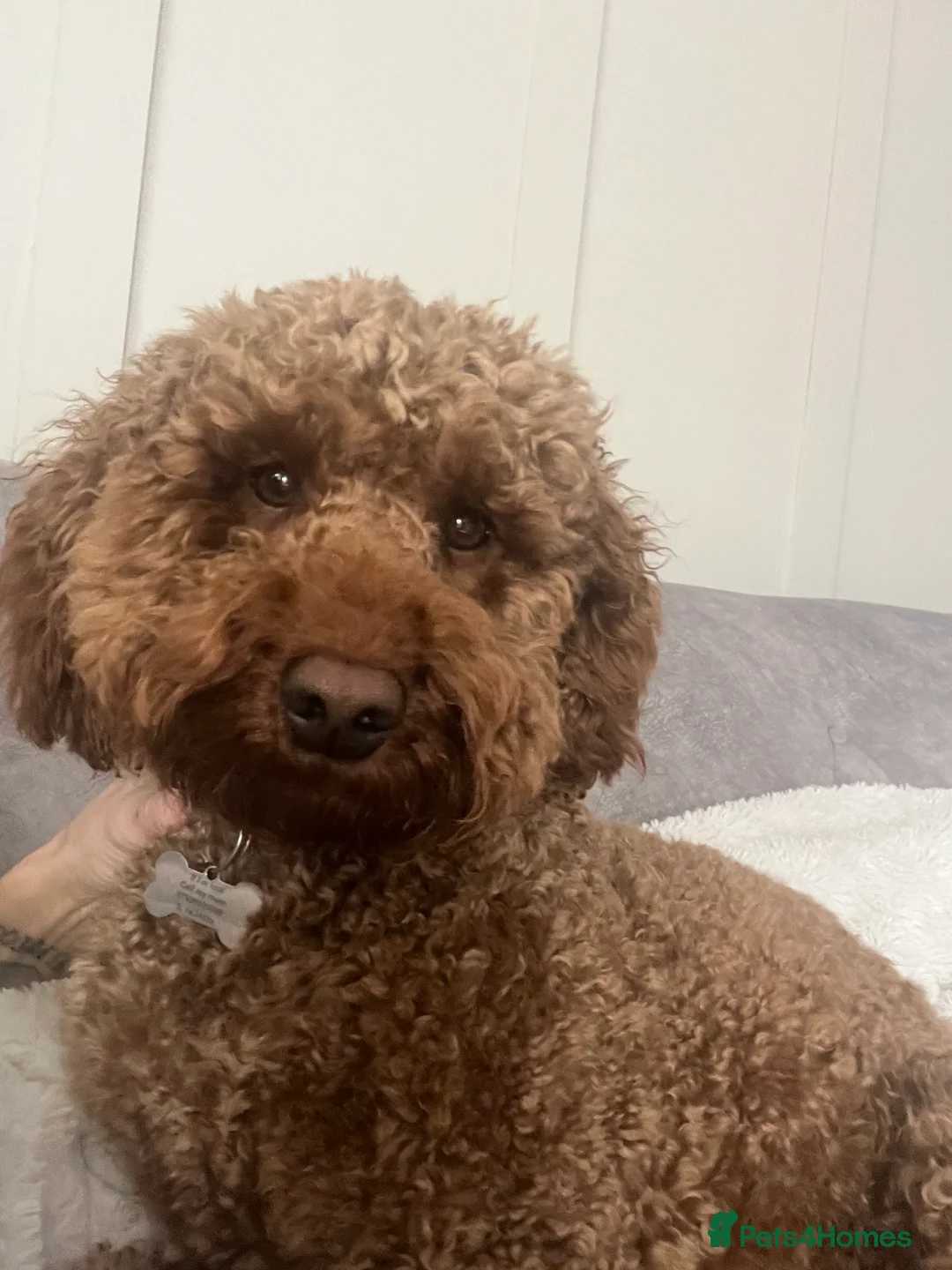 Mixed Breed dogs for stud: Teddy the Cockapoo - STUD  - Advert 2