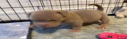 American Bully dogs for sale: Lucci vs Gr CH McLovin pups  - Advert 9
