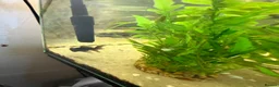Fancy Goldfish fish for sale: Fish tank stand and 3 fish  in Brighton - Advert 4