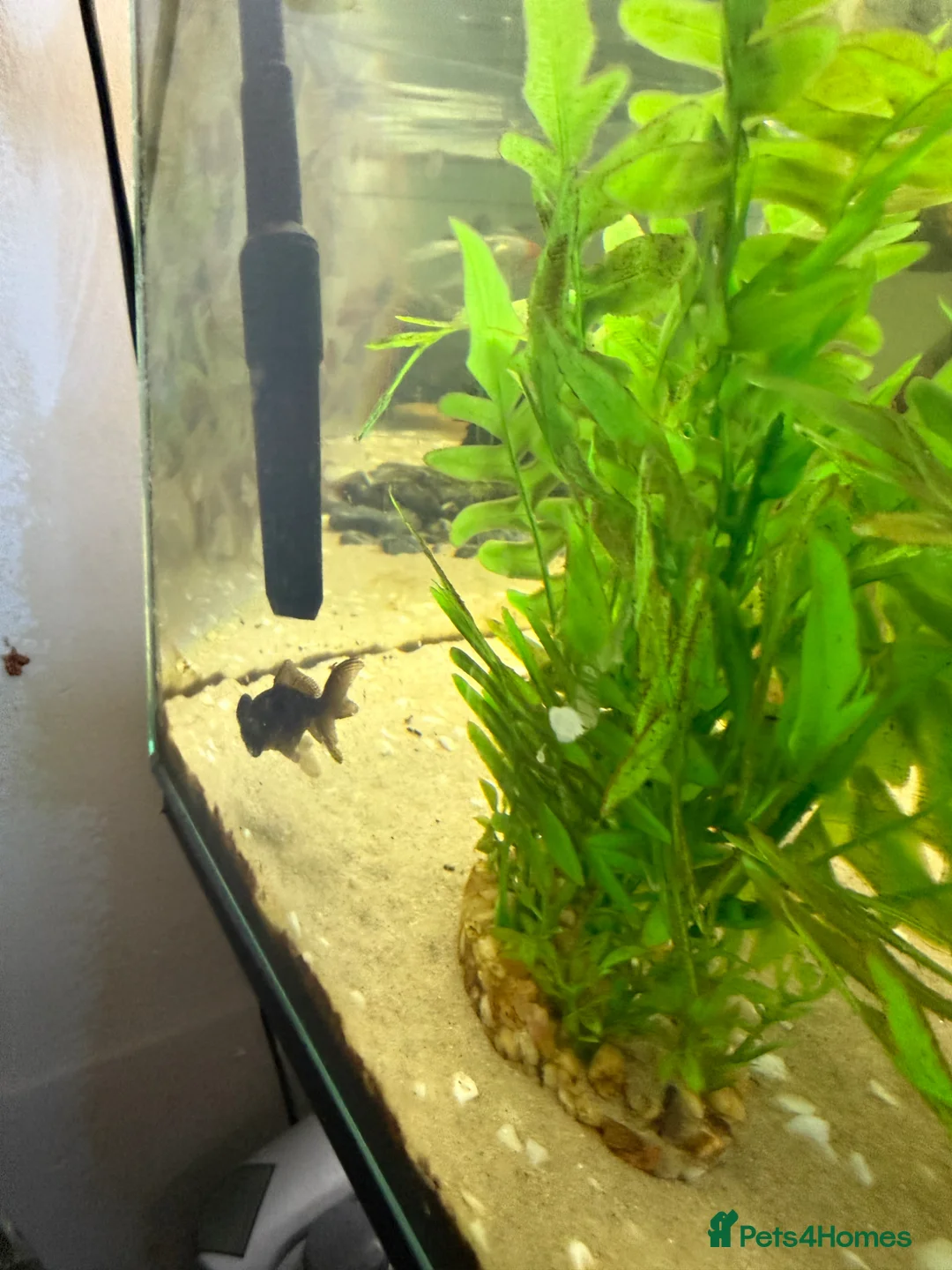 Fancy Goldfish fish for sale: Fish tank stand and 3 fish  in Brighton - Advert 4