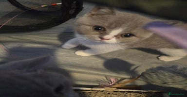 British Shorthair cats - Advert 2