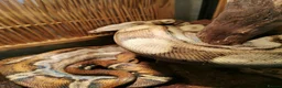 Boa Snake reptiles for sale: ++++++ - Advert 4