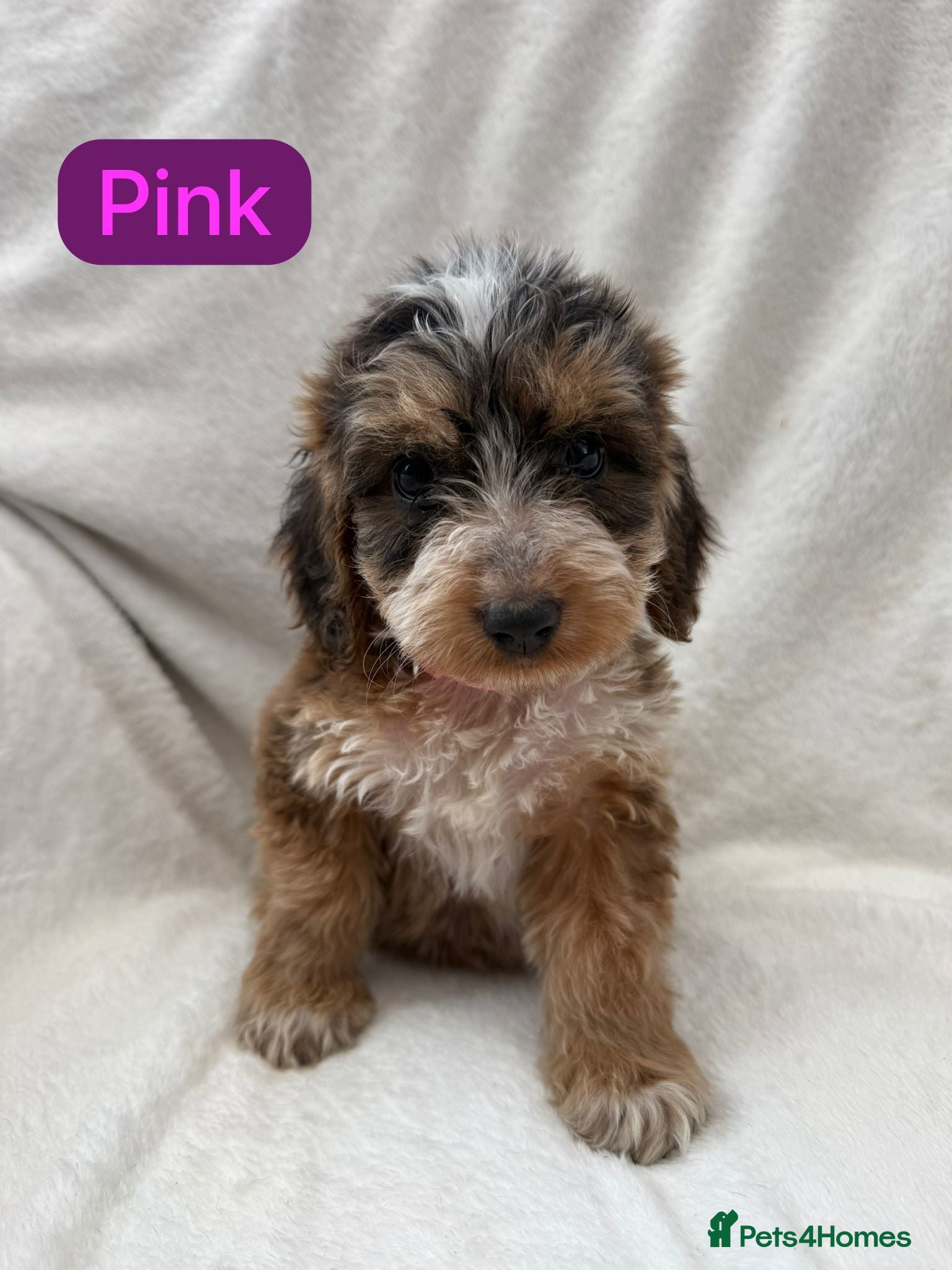 Cockapoo dogs Cockapoo Puppies PRA CLEAR - Advert 2