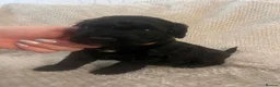Mixed Breed dogs for sale: Staffie cross pups in Peterlee - Advert 3
