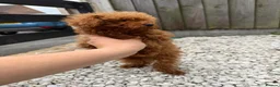 Toy Poodle dogs for sale: Small  **  Asian Poodle Boy in Grays - Advert 8