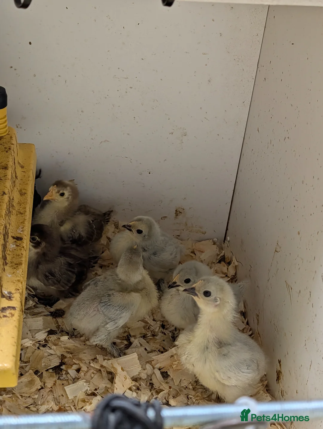 Chickens poultry for sale: Pekin bantams - Advert 2