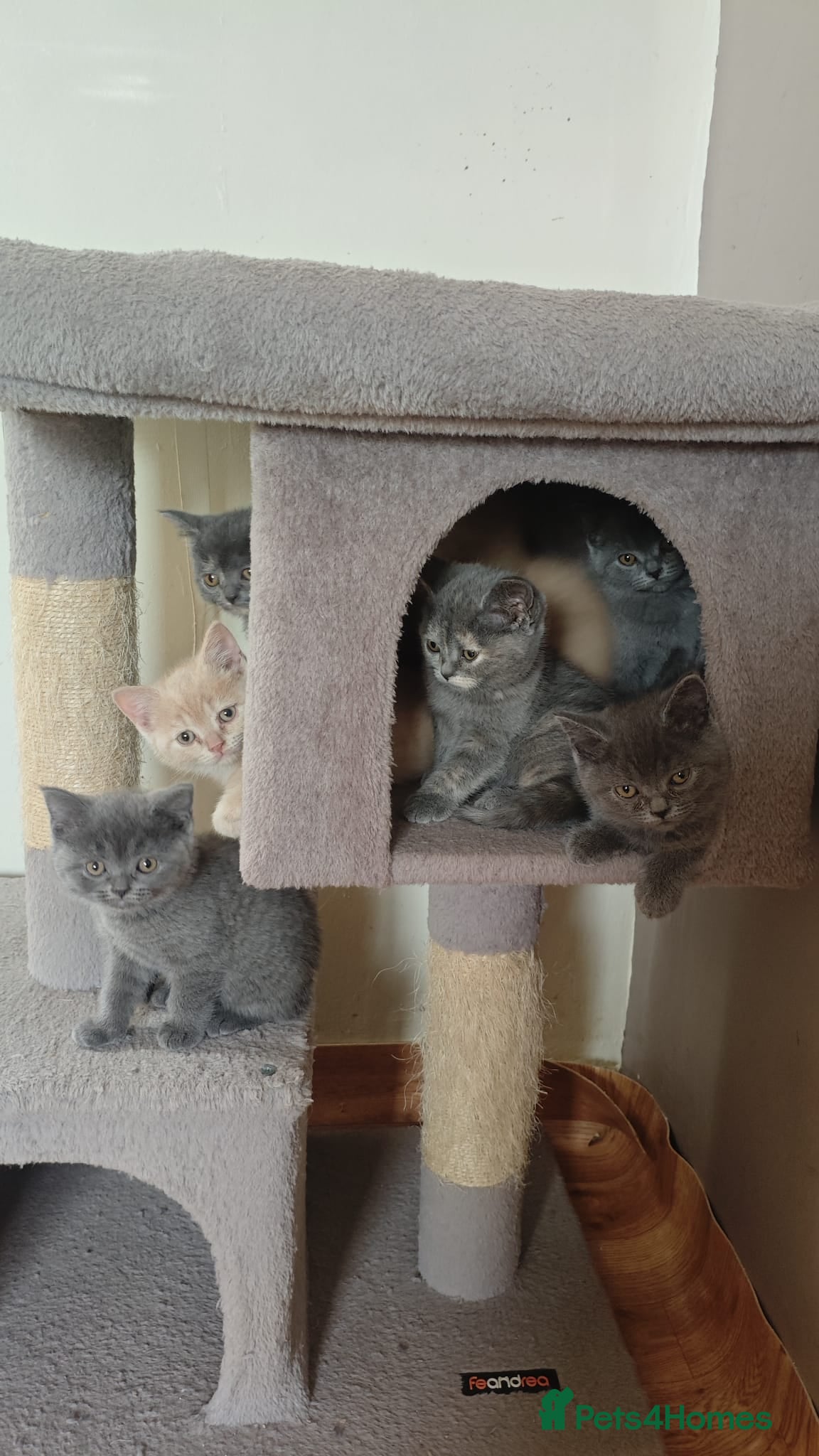 British Shorthair cats Stunning Rare Colours British Shorthair Kittens - Advert 11