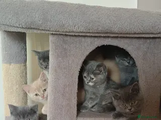 British Shorthair cats Stunning Rare Colours British Shorthair Kittens - Advert 11