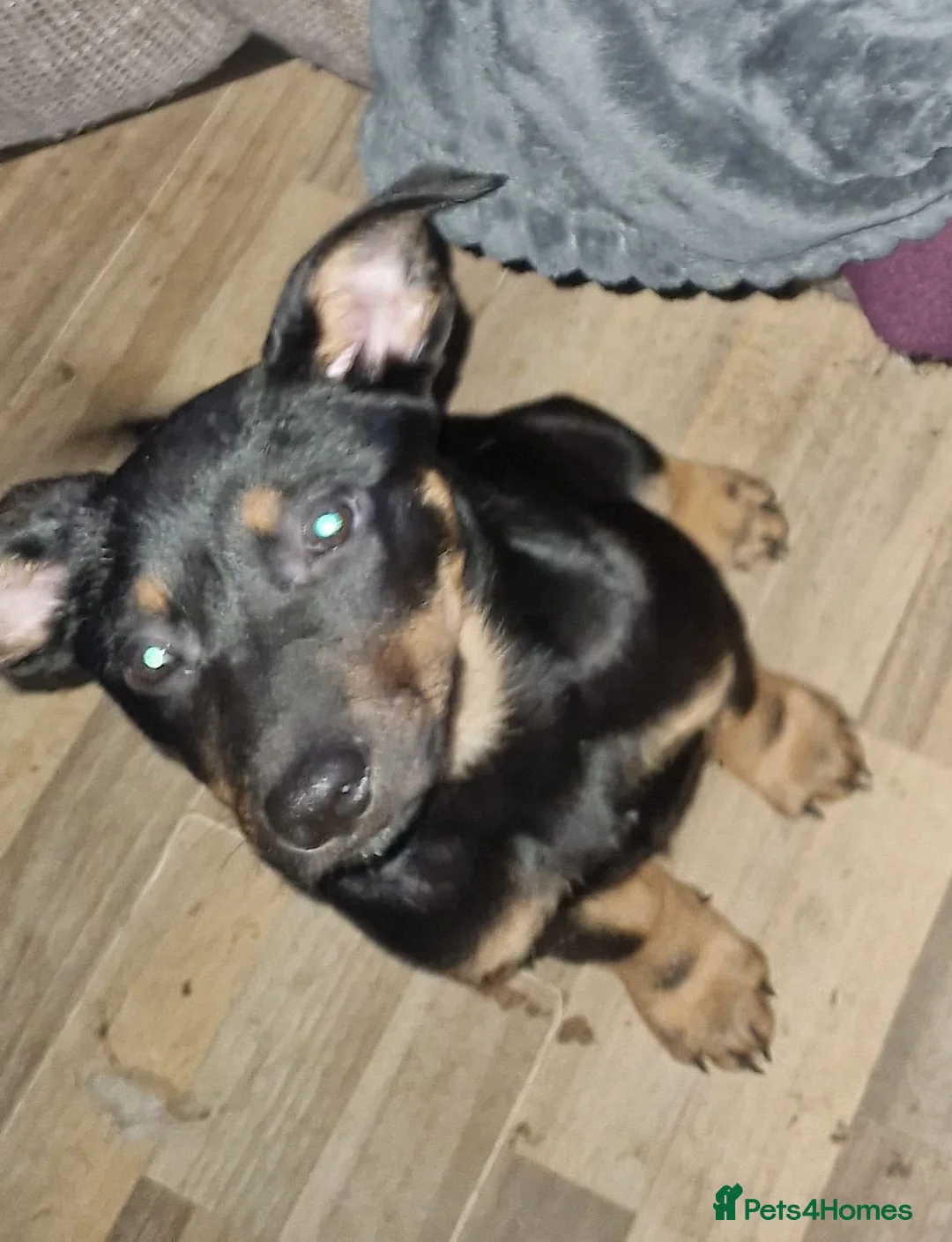 Mixed Breed dogs for sale: Puppies are ready to go now in Llandrindod Wells - Advert 2