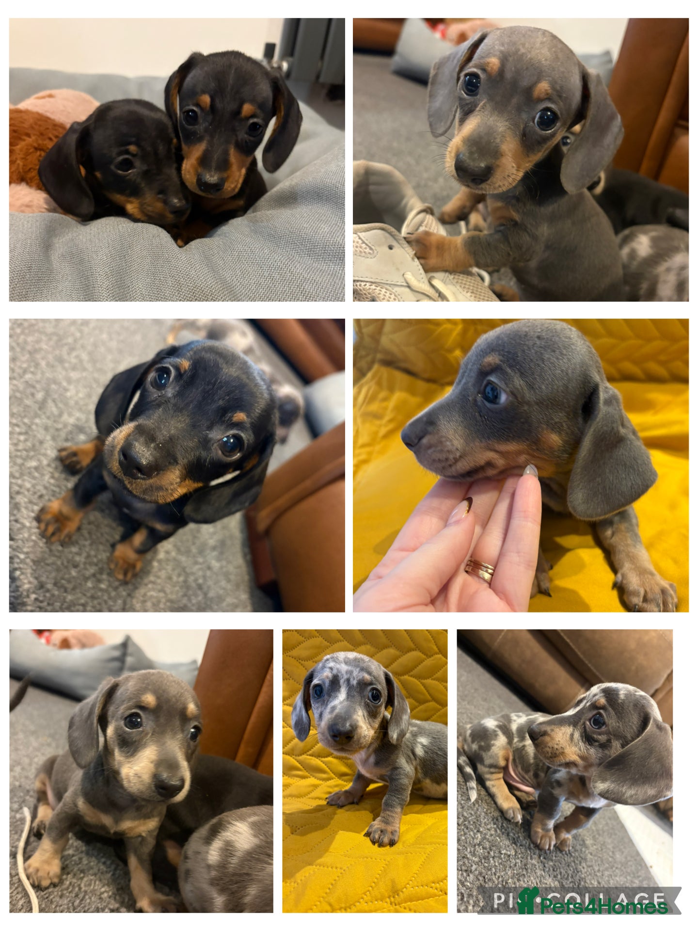 Miniature Dachshund dogs KC registered Miniature Dachshund Puppies - Advert 5