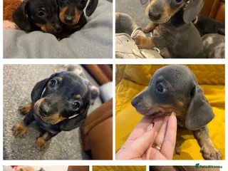 Miniature Dachshund dogs * Ready Now *KC registered Miniature Dachshund - Advert 15