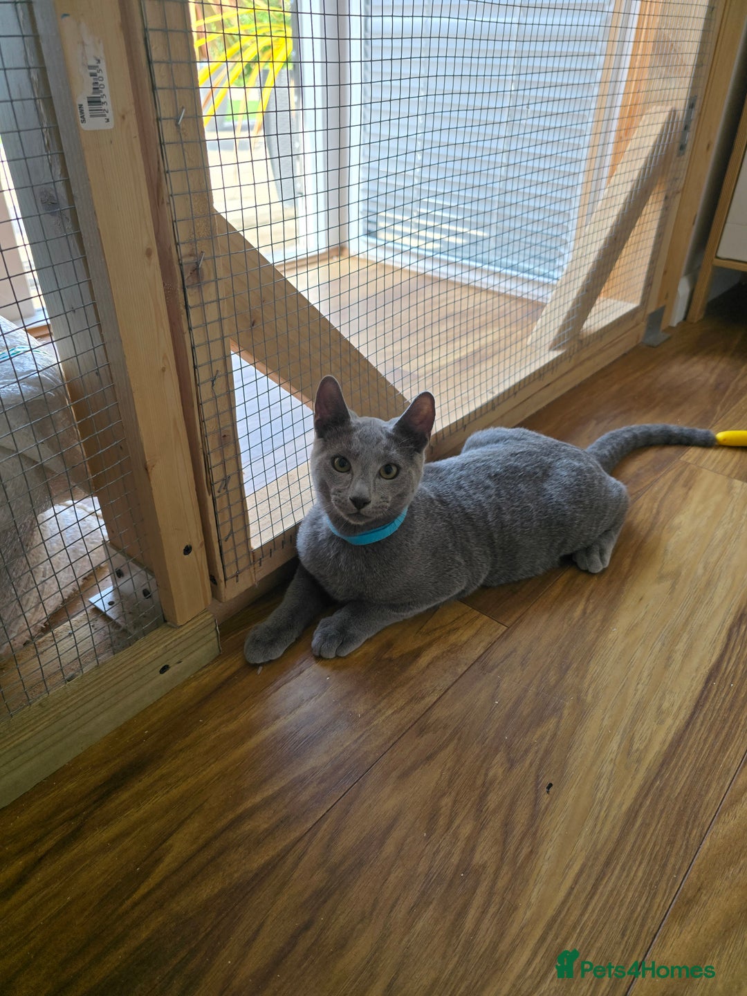 Russian Blue cats for sale: One girl left, gccf, pedigree  - Image 5