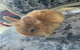 Lionhead rabbits for sale: 3 fluffy bunnies - Image 3