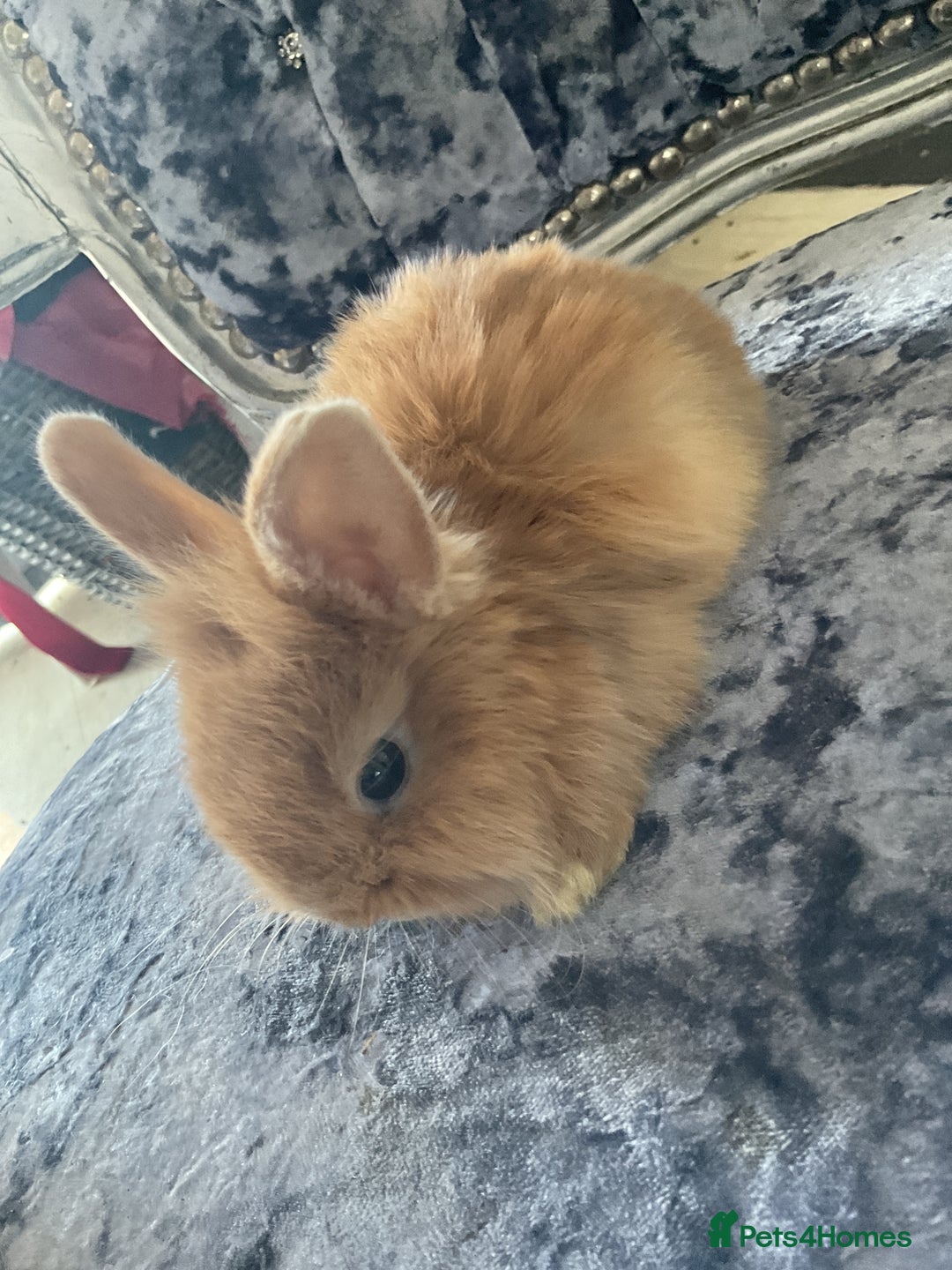 Lionhead rabbits for sale: 3 fluffy bunnies - Image 3