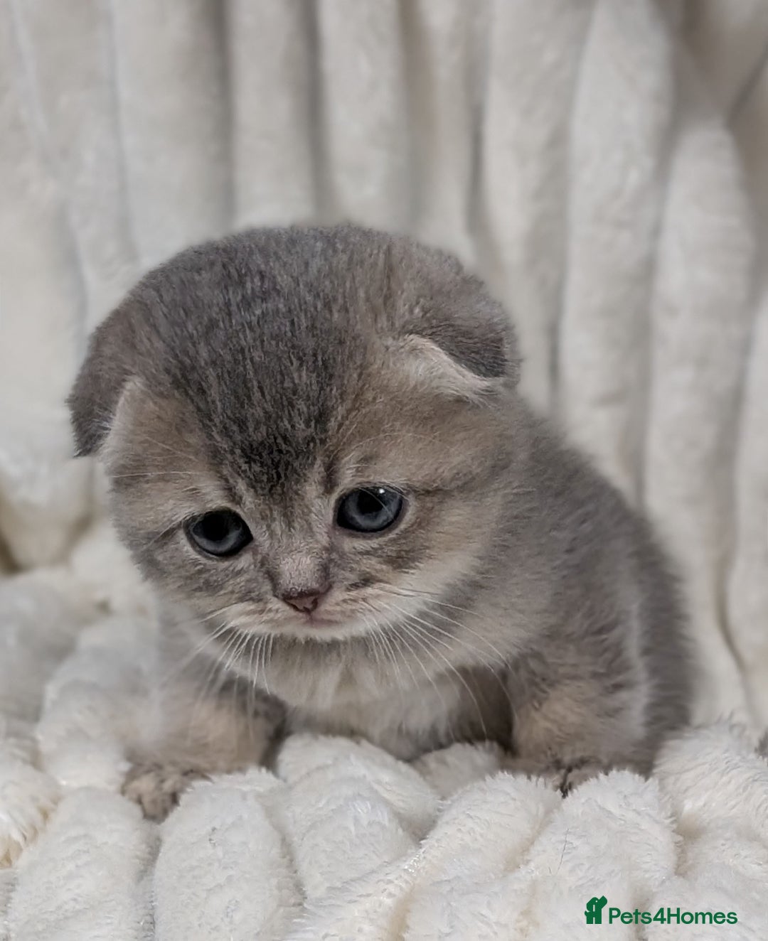 Scottish Fold cats for sale: 🐾TICA red ❣️SCOTTISH Fold•Straight - Advert 15