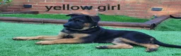 German Shepherd dogs for sale: 4 generation German shepard (shorthair) - Advert 5
